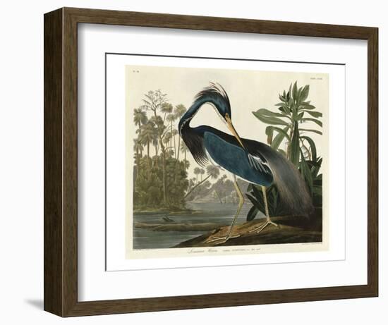 Louisiana Heron-John James Audubon-Framed Art Print