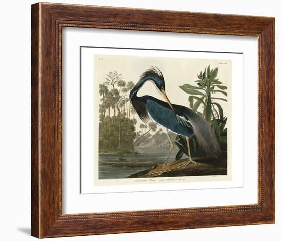 Louisiana Heron-John James Audubon-Framed Art Print