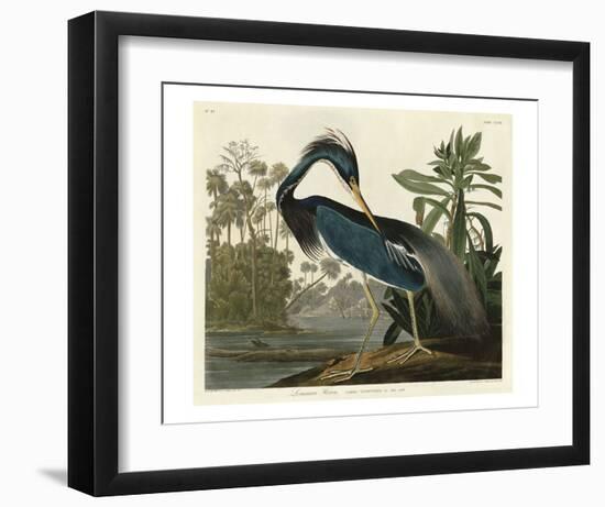 Louisiana Heron-John James Audubon-Framed Art Print