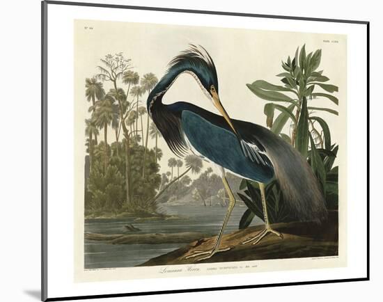 Louisiana Heron-John James Audubon-Mounted Art Print