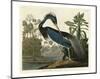 Louisiana Heron-John James Audubon-Mounted Art Print