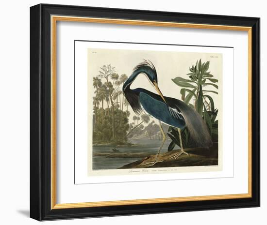 Louisiana Heron-John James Audubon-Framed Art Print