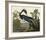 Louisiana Heron-John James Audubon-Framed Art Print