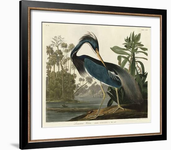 Louisiana Heron-John James Audubon-Framed Art Print