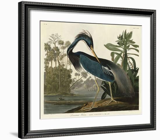 Louisiana Heron-John James Audubon-Framed Art Print