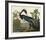 Louisiana Heron-John James Audubon-Framed Art Print