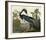 Louisiana Heron-John James Audubon-Framed Art Print