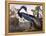 Louisiana Heron-John James Audubon-Framed Premier Image Canvas