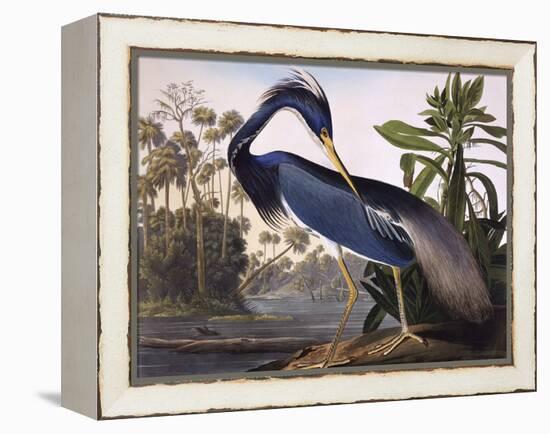 Louisiana Heron-John James Audubon-Framed Premier Image Canvas