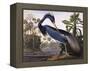 Louisiana Heron-John James Audubon-Framed Premier Image Canvas