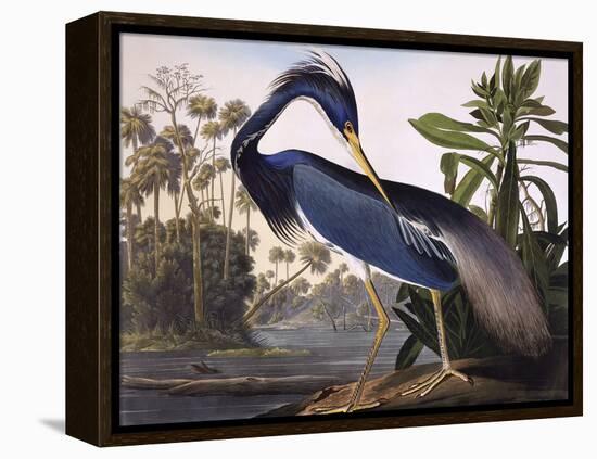 Louisiana Heron-John James Audubon-Framed Premier Image Canvas