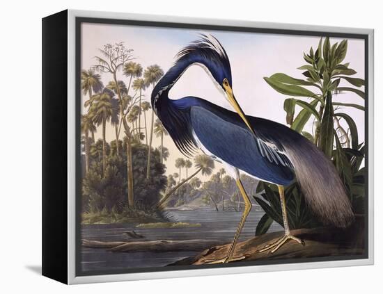 Louisiana Heron-John James Audubon-Framed Premier Image Canvas