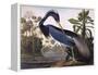 Louisiana Heron-John James Audubon-Framed Premier Image Canvas