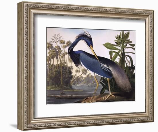 Louisiana Heron-John James Audubon-Framed Premium Giclee Print