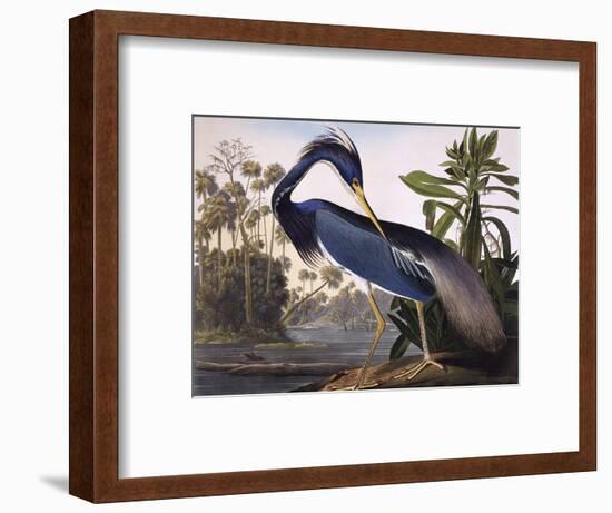 Louisiana Heron-John James Audubon-Framed Premium Giclee Print