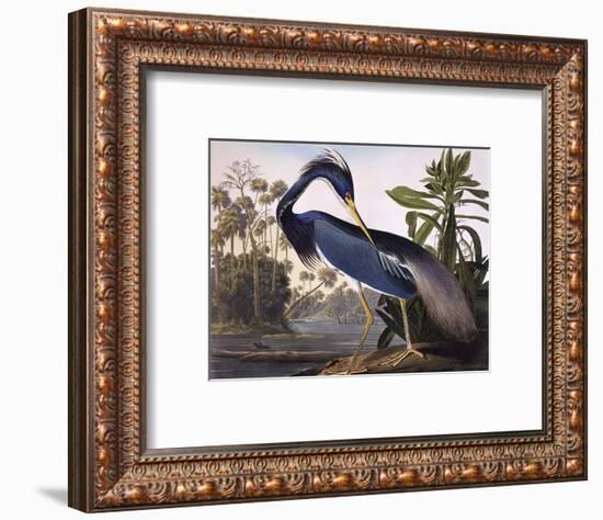 Louisiana Heron-John James Audubon-Framed Premium Giclee Print