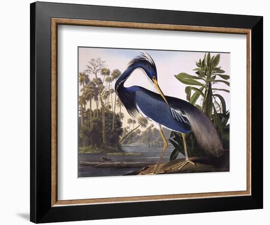 Louisiana Heron-John James Audubon-Framed Premium Giclee Print