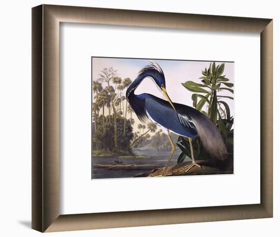 Louisiana Heron-John James Audubon-Framed Premium Giclee Print