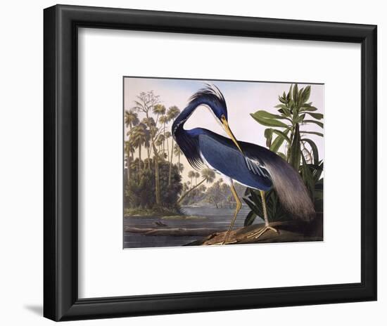 Louisiana Heron-John James Audubon-Framed Premium Giclee Print