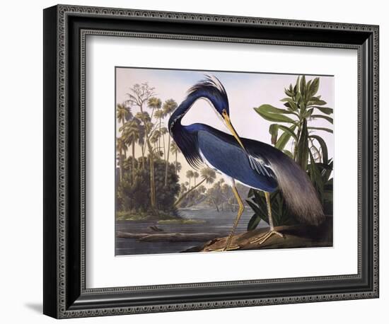 Louisiana Heron-John James Audubon-Framed Premium Giclee Print