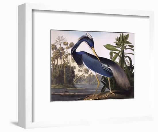 Louisiana Heron-John James Audubon-Framed Premium Giclee Print