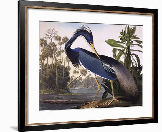 Louisiana Heron-John James Audubon-Framed Premium Giclee Print