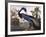 Louisiana Heron-John James Audubon-Framed Premium Giclee Print
