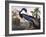 Louisiana Heron-John James Audubon-Framed Giclee Print