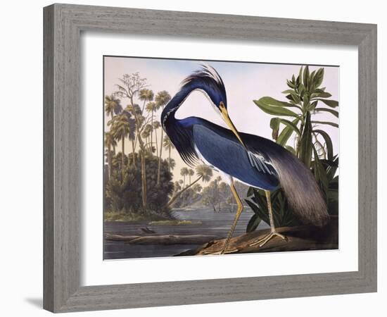 Louisiana Heron-John James Audubon-Framed Giclee Print