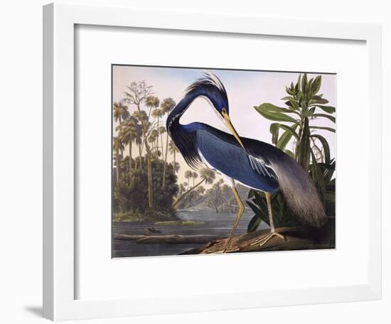 Louisiana Heron-John James Audubon-Framed Giclee Print