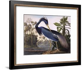 Louisiana Heron-John James Audubon-Framed Giclee Print