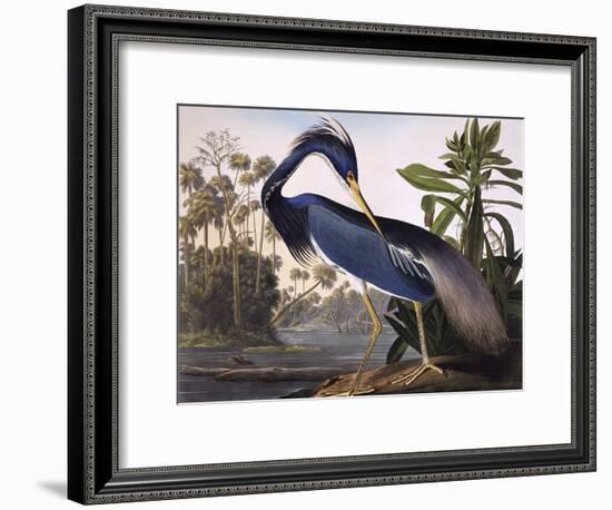 Louisiana Heron-John James Audubon-Framed Giclee Print