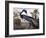 Louisiana Heron-John James Audubon-Framed Giclee Print