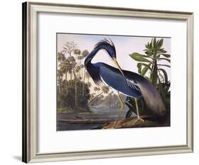 Louisiana Heron-John James Audubon-Framed Giclee Print