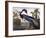 Louisiana Heron-John James Audubon-Framed Giclee Print