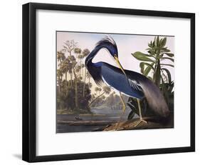Louisiana Heron-John James Audubon-Framed Giclee Print