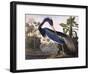 Louisiana Heron-John James Audubon-Framed Giclee Print