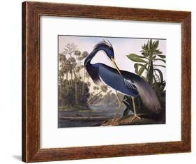 Louisiana Heron-John James Audubon-Framed Giclee Print