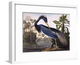 Louisiana Heron-John James Audubon-Framed Giclee Print