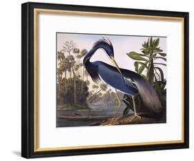 Louisiana Heron-John James Audubon-Framed Giclee Print
