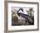 Louisiana Heron-John James Audubon-Framed Giclee Print