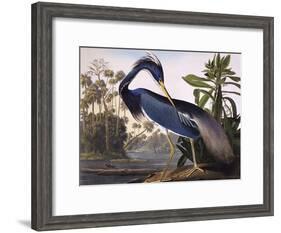 Louisiana Heron-John James Audubon-Framed Giclee Print