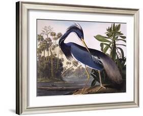 Louisiana Heron-John James Audubon-Framed Giclee Print