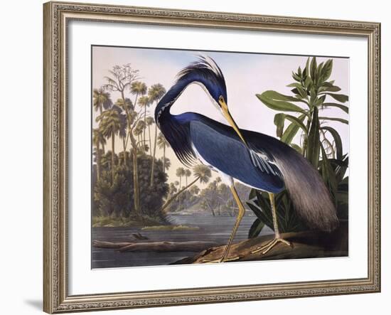 Louisiana Heron-John James Audubon-Framed Giclee Print