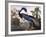 Louisiana Heron-John James Audubon-Framed Giclee Print