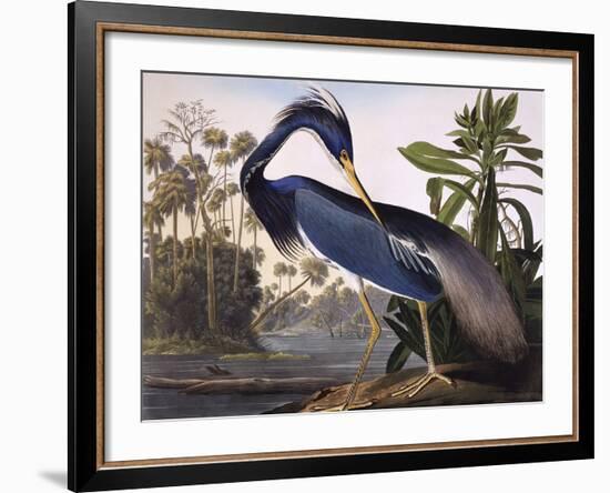 Louisiana Heron-John James Audubon-Framed Giclee Print