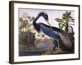 Louisiana Heron-John James Audubon-Framed Giclee Print