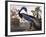 Louisiana Heron-John James Audubon-Framed Giclee Print