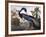 Louisiana Heron-John James Audubon-Framed Giclee Print