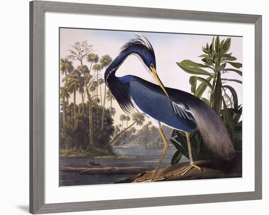 Louisiana Heron-John James Audubon-Framed Giclee Print